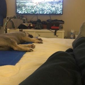 Meet your Posher, Dawson